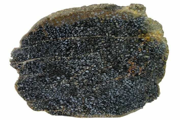 Polished, Black Petrified Palm Root Slab - Indonesia #152001